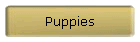 Puppies